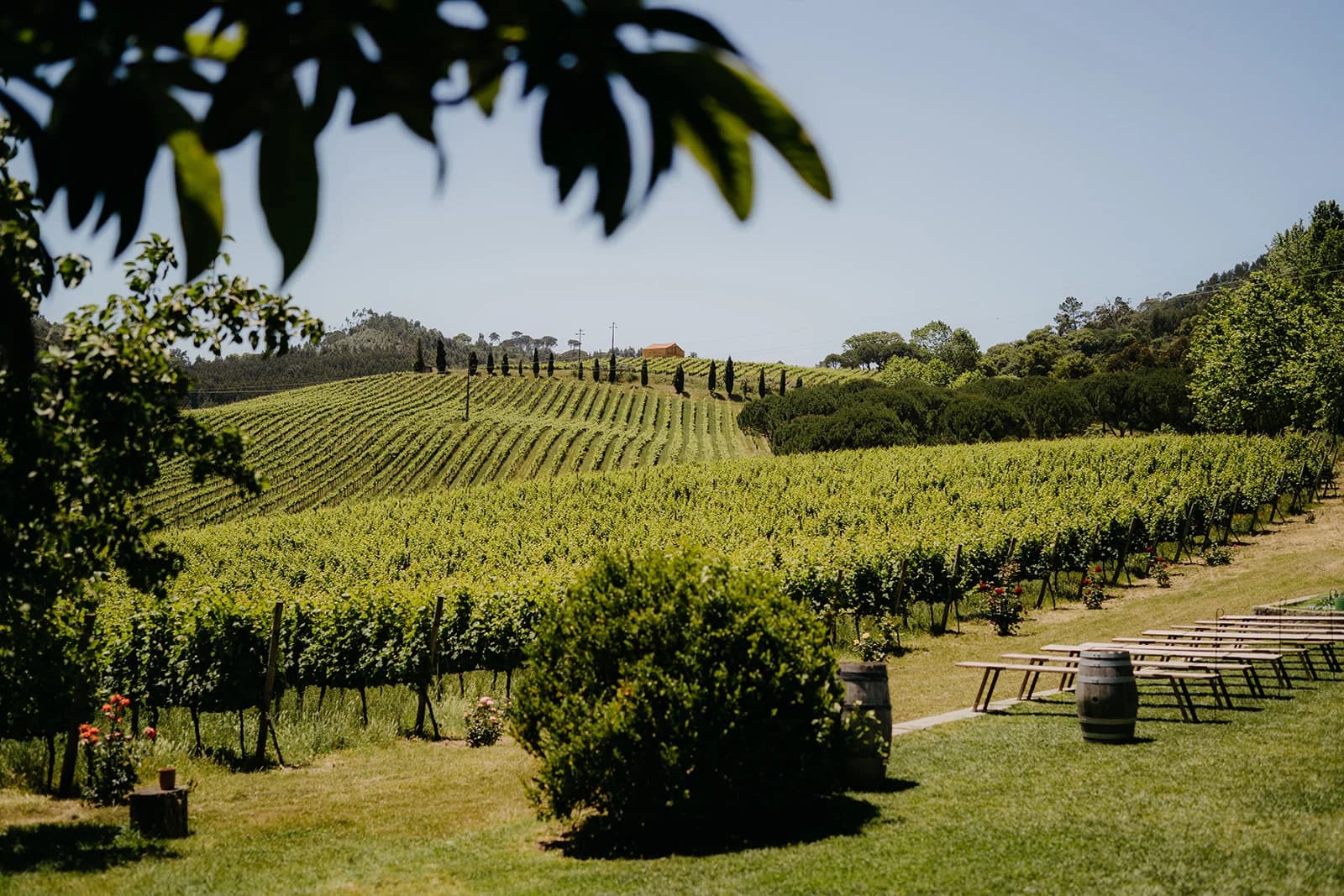 Sunlit vineyard hills beyond the ceremony lawn