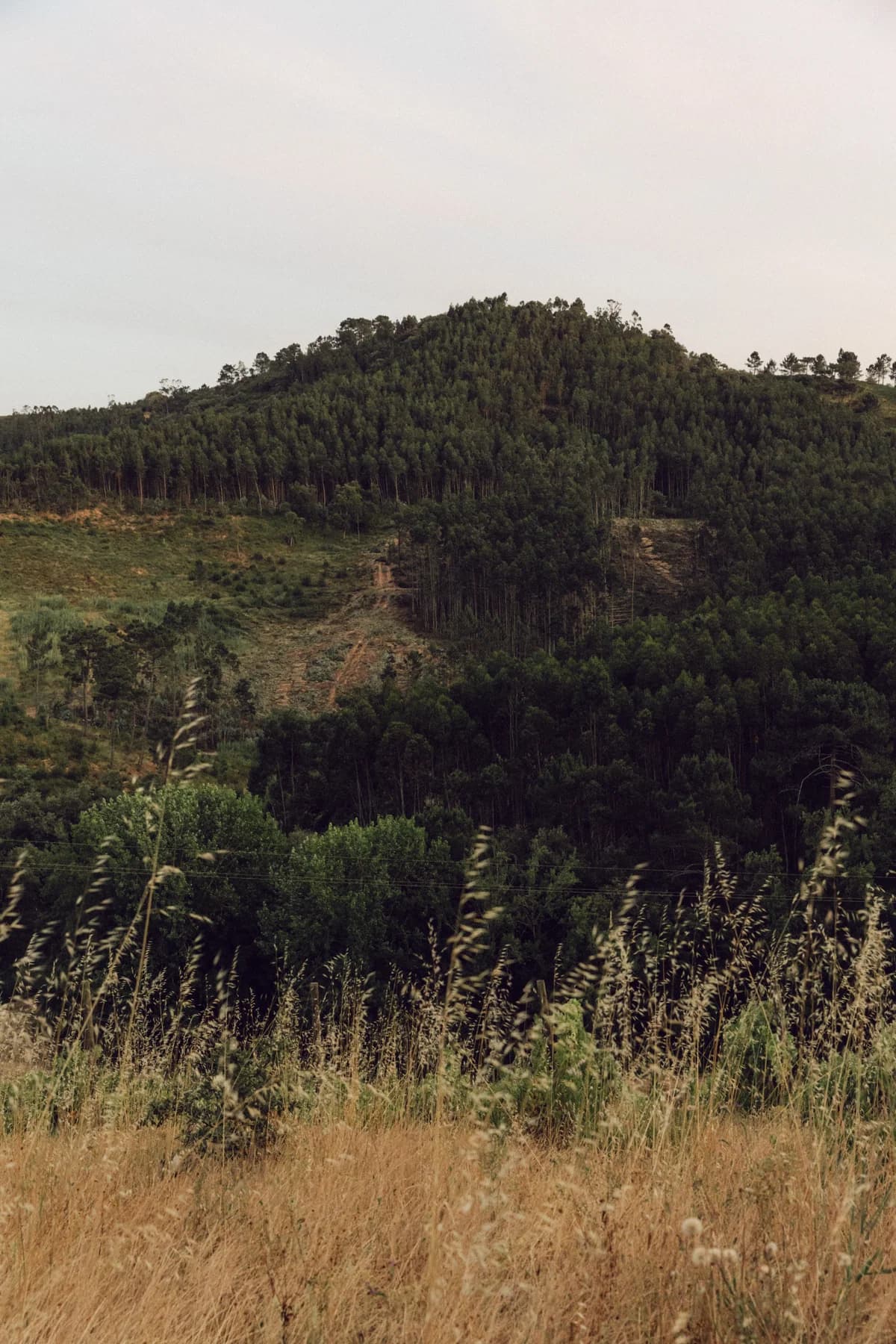 Wooded hills surrounding the estate