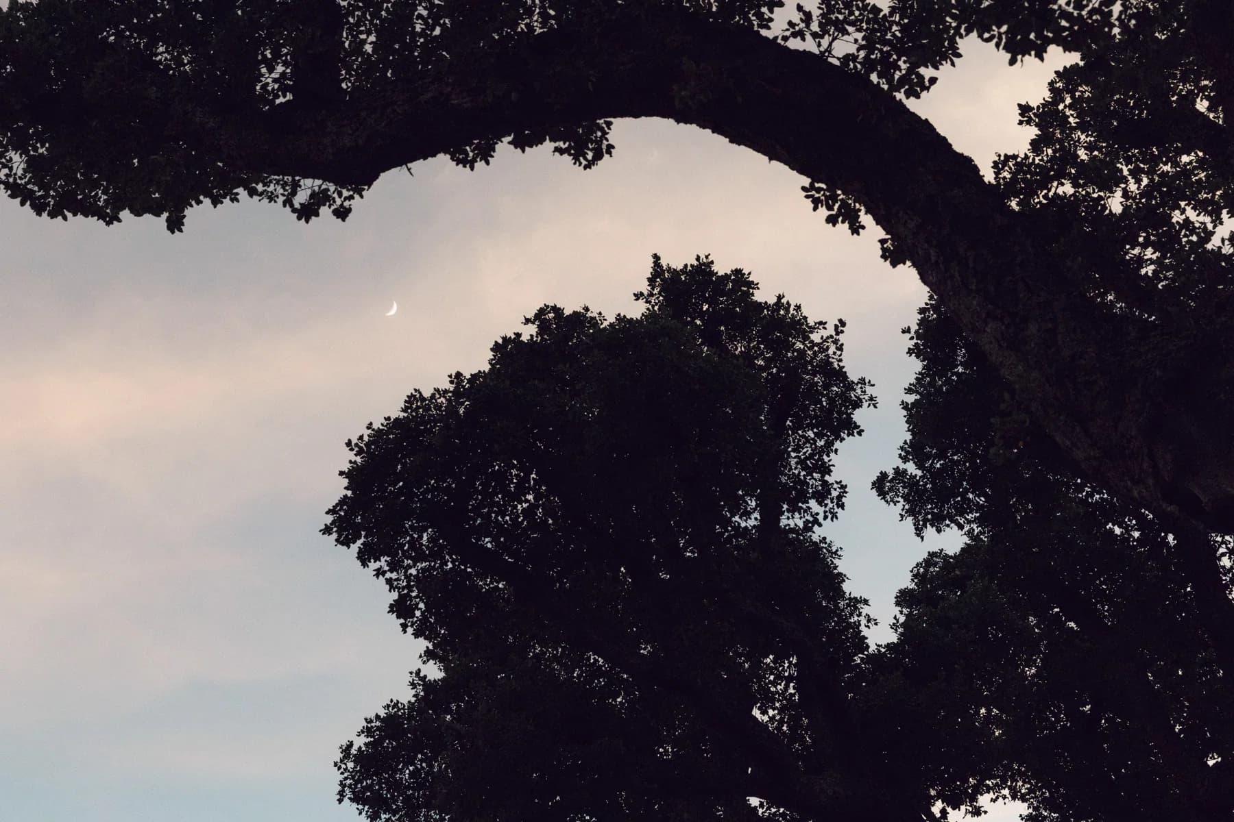 The evening sky framed by tree branches