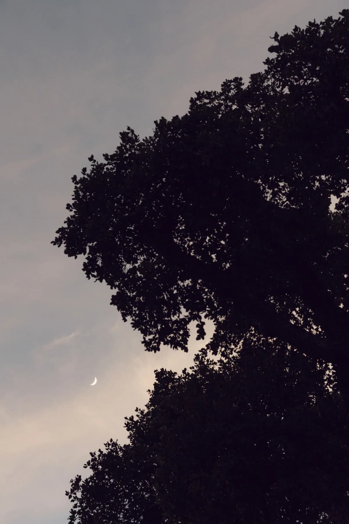 The moon above a silhouetted tree canopy
