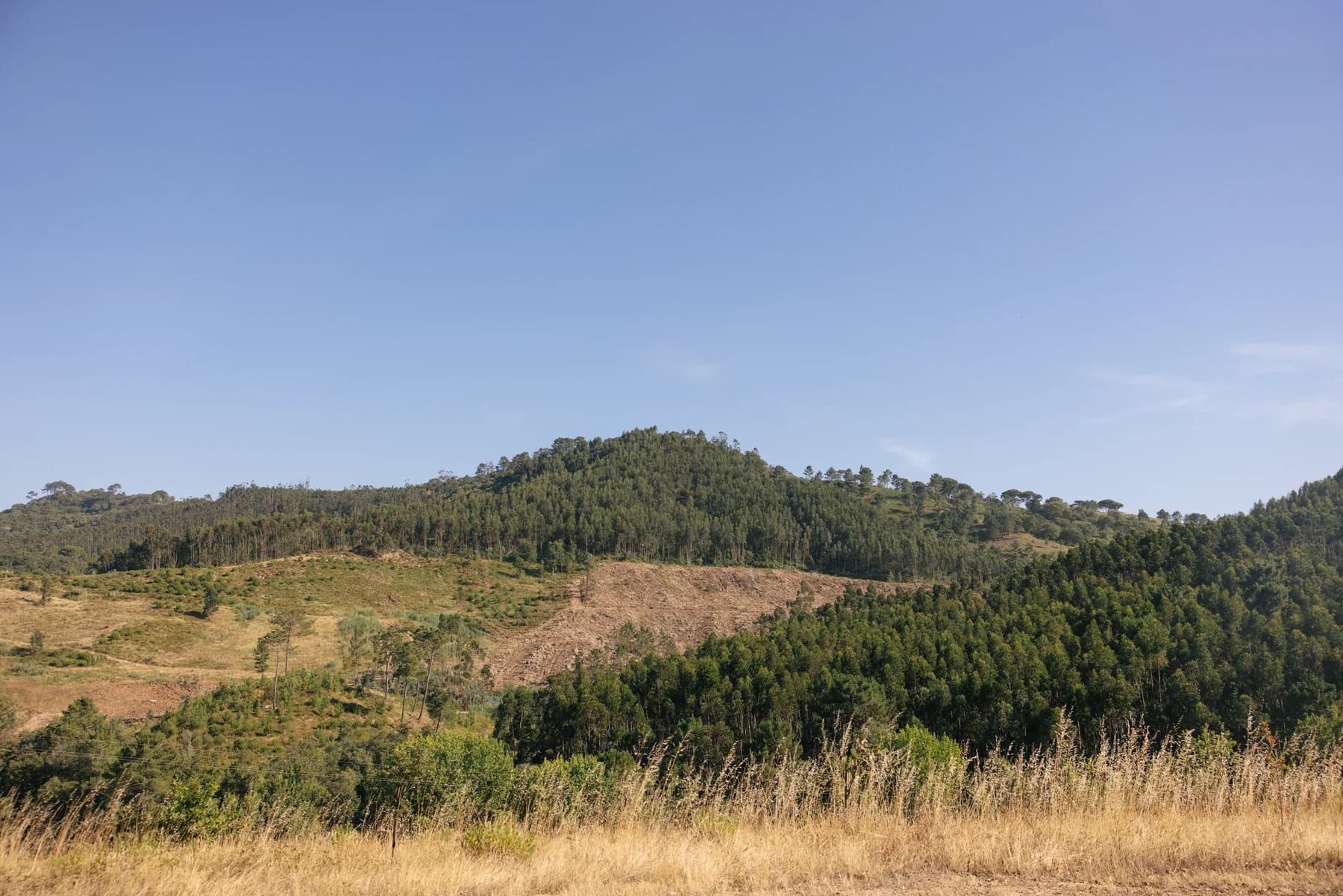 Sunlit vineyards and wooded hills beyond the estate