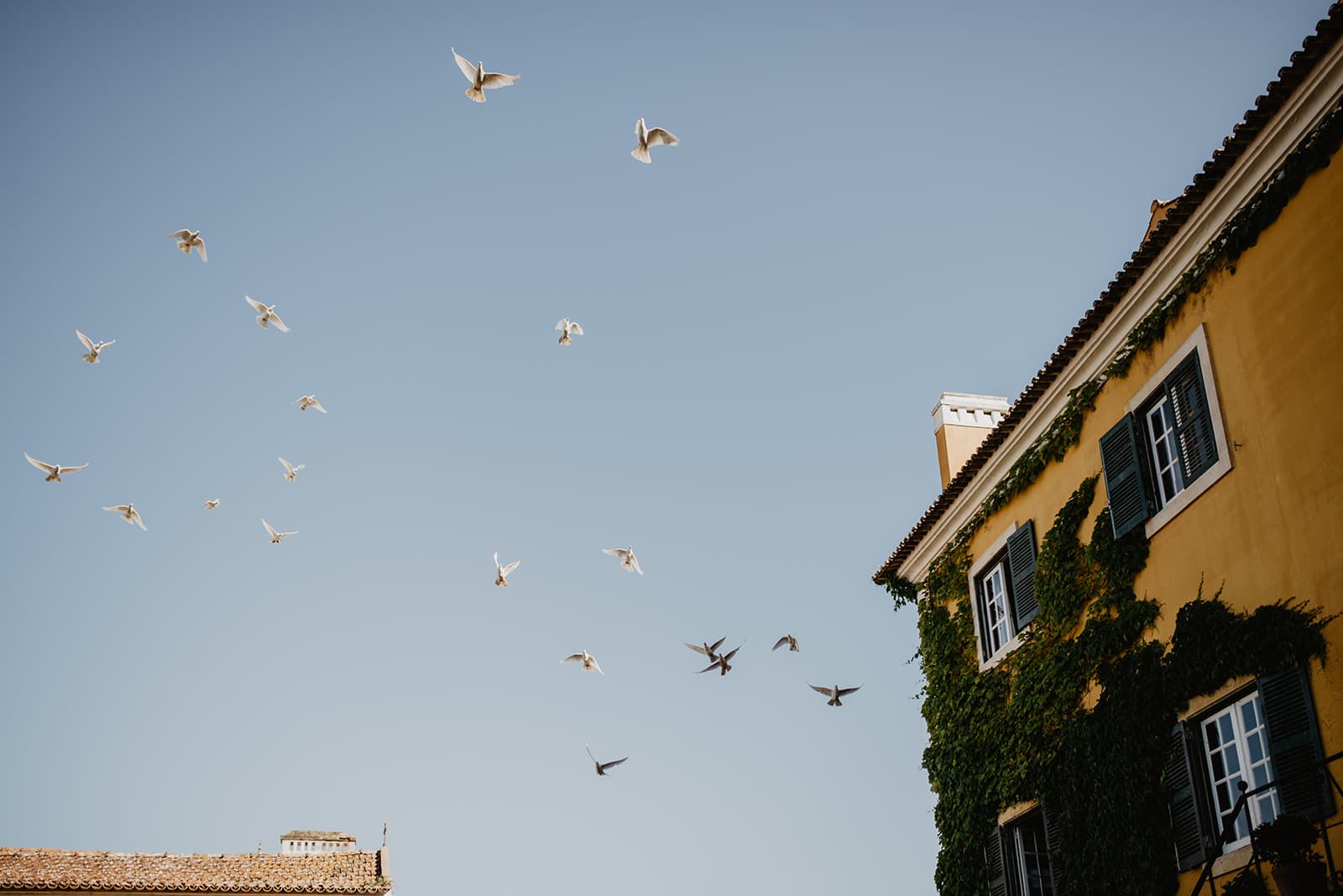 Doves in flight above the ochre manor house at Quinta de Sant'Ana