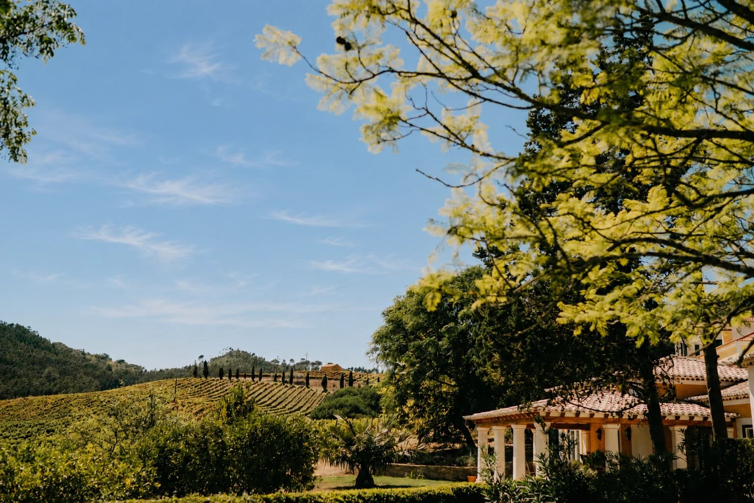 Vineyard House in morning light, framed by trees with the vineyards beyond