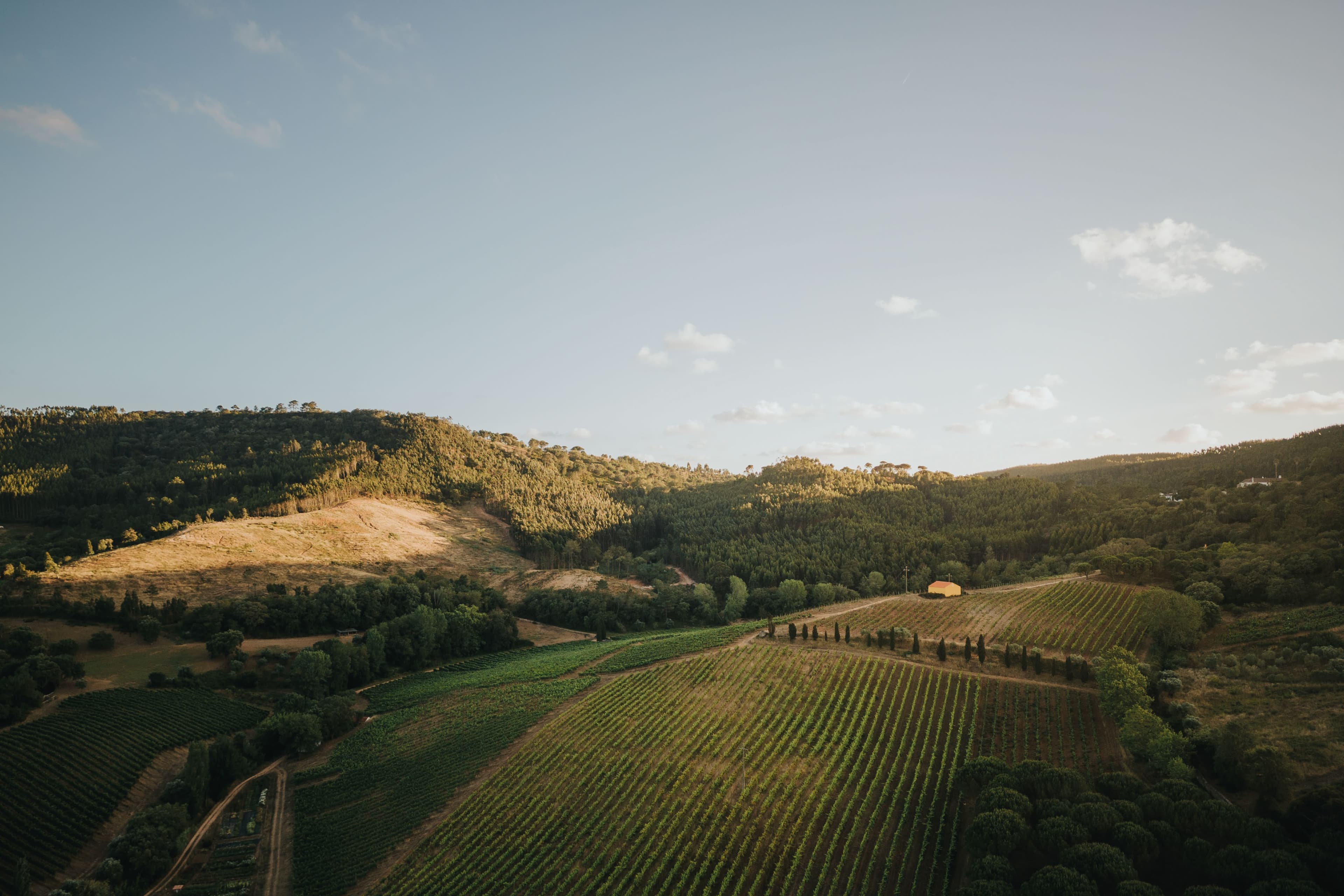 Aerial view of the estate vineyards at golden hour