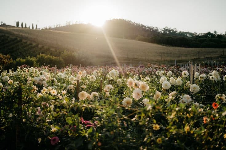 Estate cutting garden at golden hour with hills behind