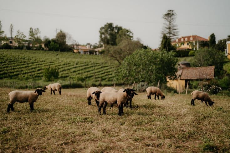 Sheep grazing on the estate with vineyard behind