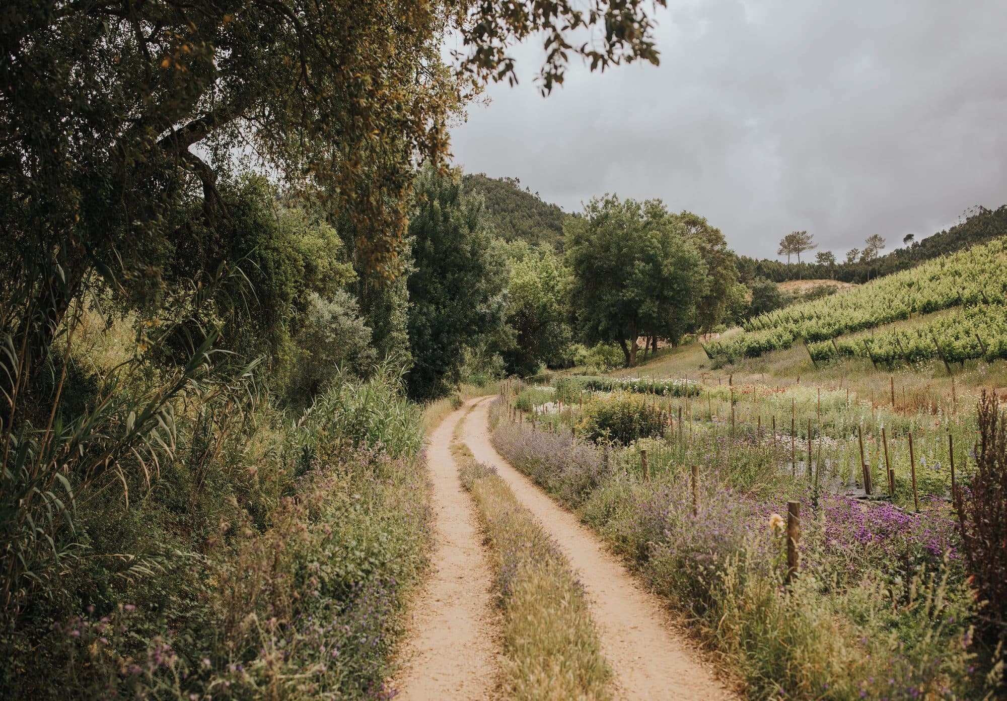 Path winding through the estate towards the vineyard