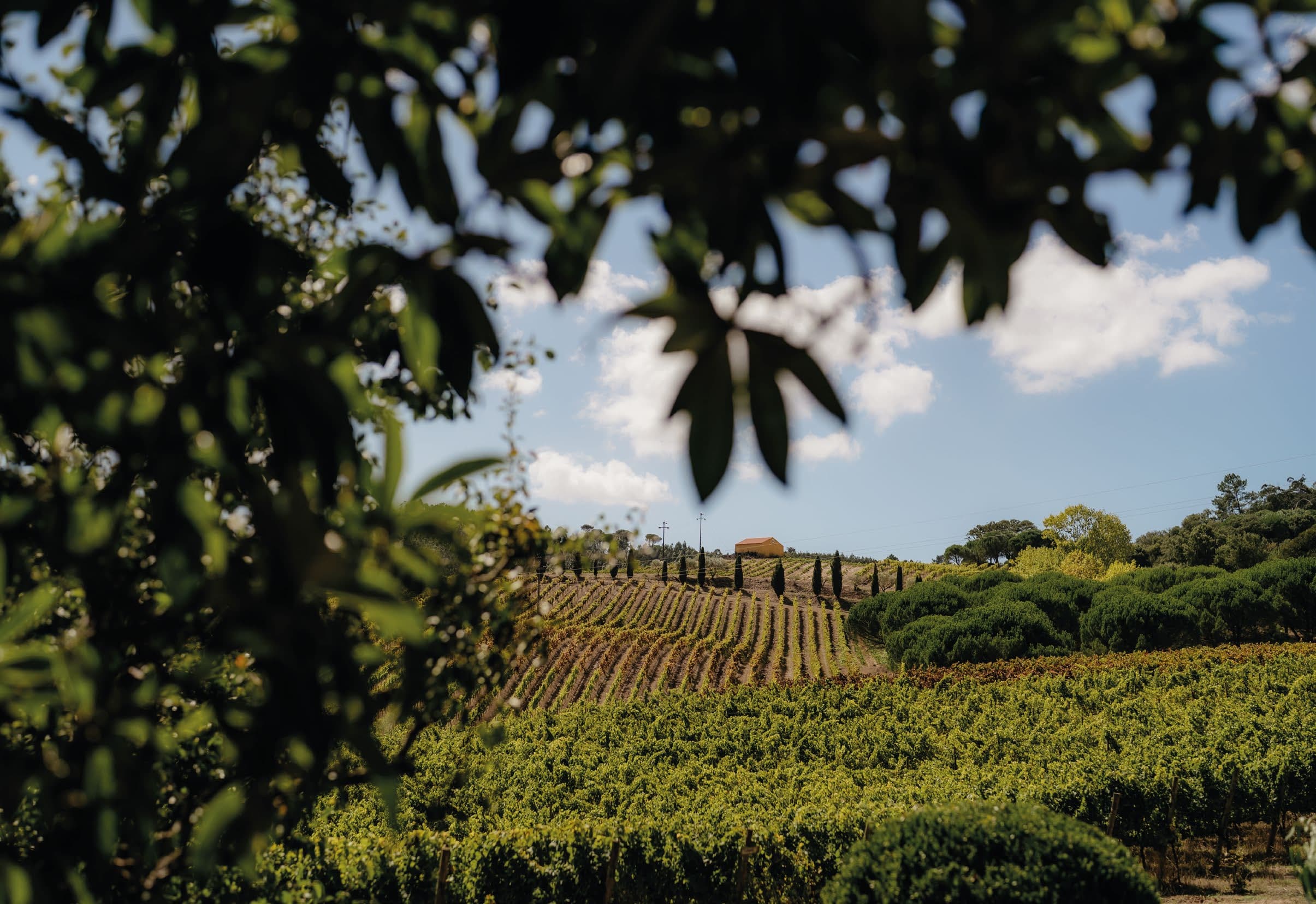 Vineyard framed through the leaves