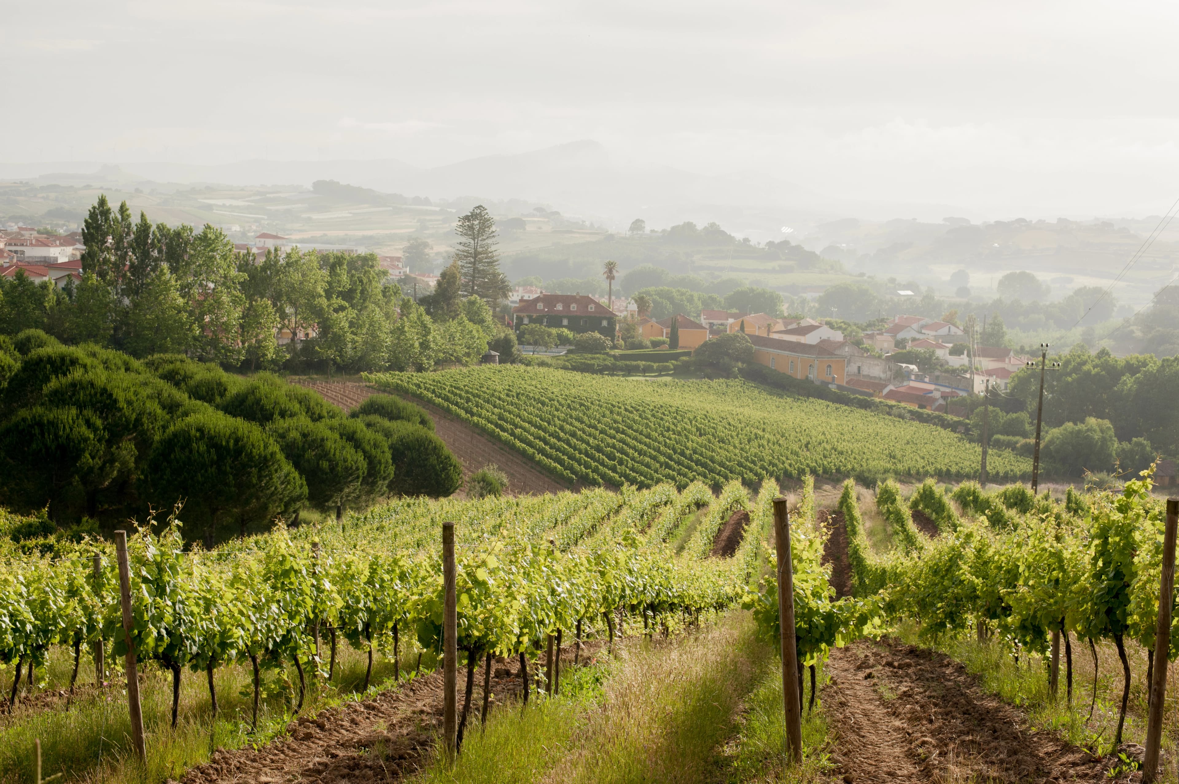 Soft morning mist over the vineyard rows and village beyond